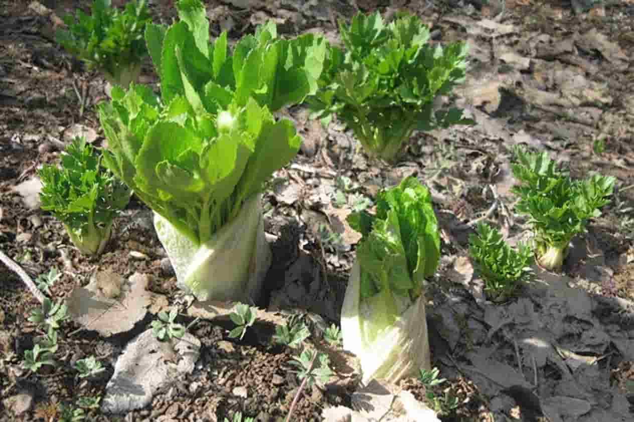 کرفس کوهی شهرکرد با طعم اصیل و عطر ماندگار برای غذاهای سنتی